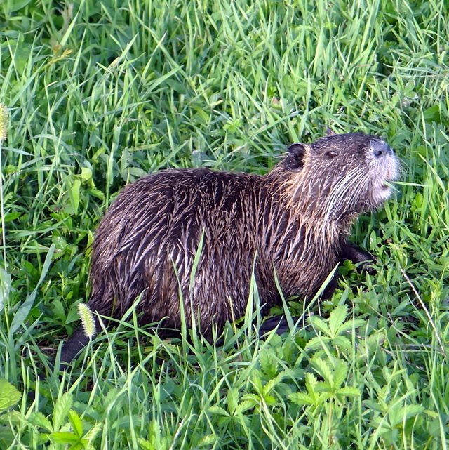 nutria.jpg